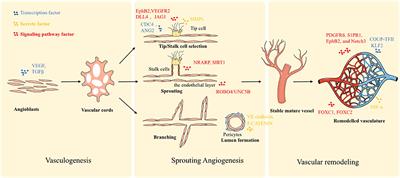 Rebuilding the Vascular Network: In vivo and in vitro Approaches